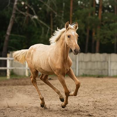 jasny koń w trakcie szybkiego poruszania się